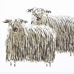 Il Pastore d'Islanda di Gunnar Gunnarsson, Iperborea